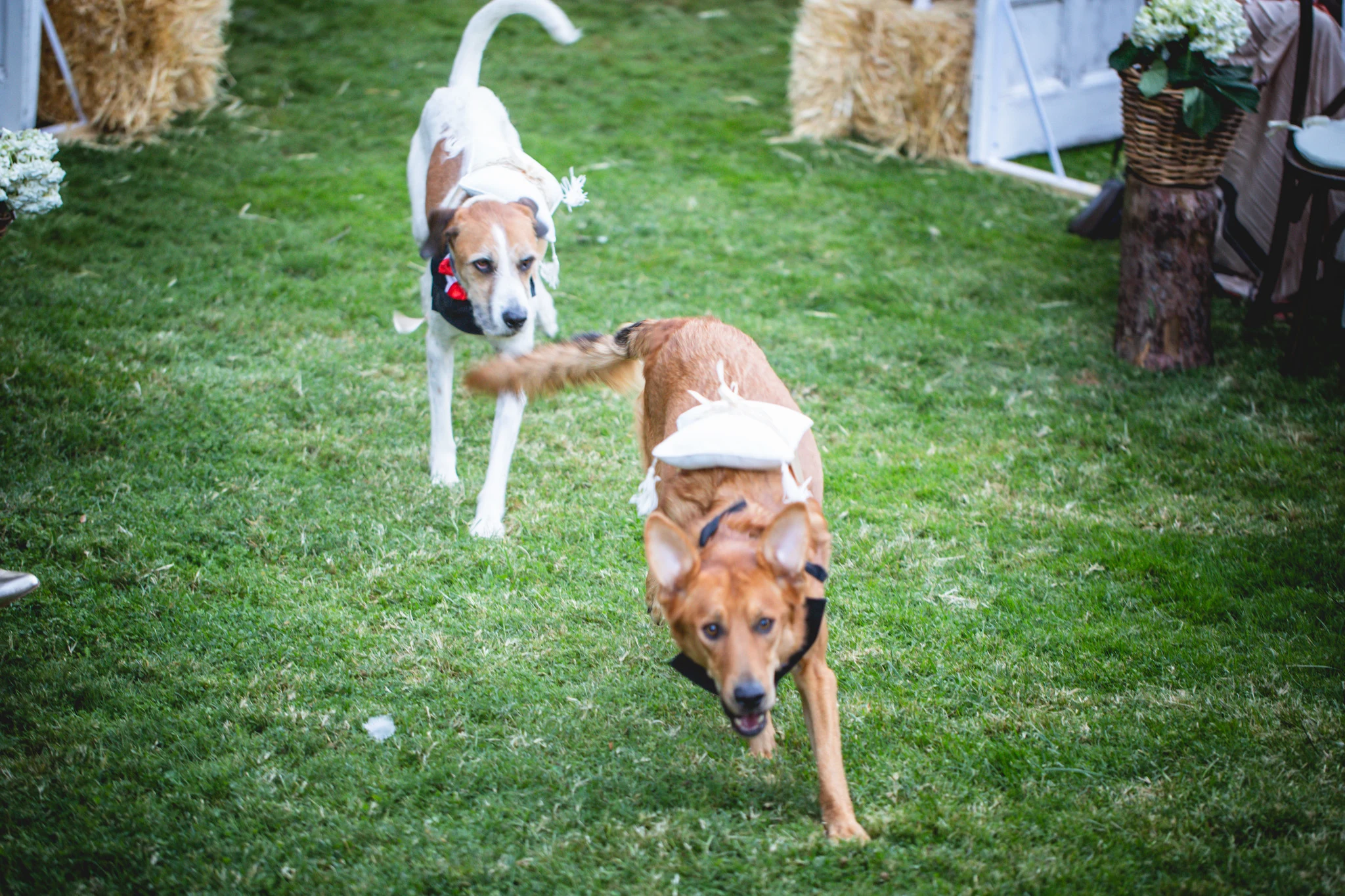 Dos perros vestidos para la ocasión corren por el césped durante la celebración.