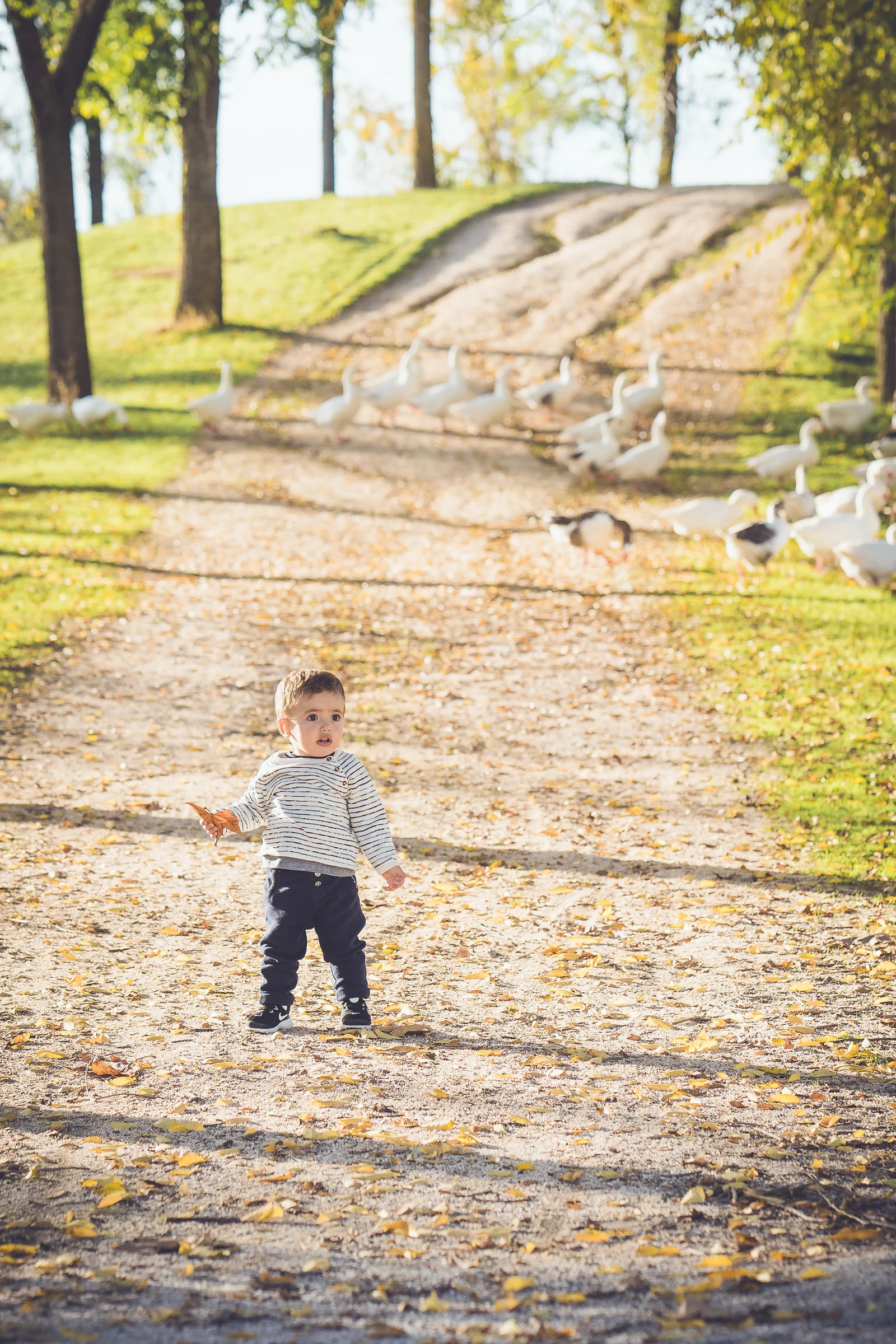 Niño pequeño permanece de pie en un camino mientras varios gansos se mueven al fondo.