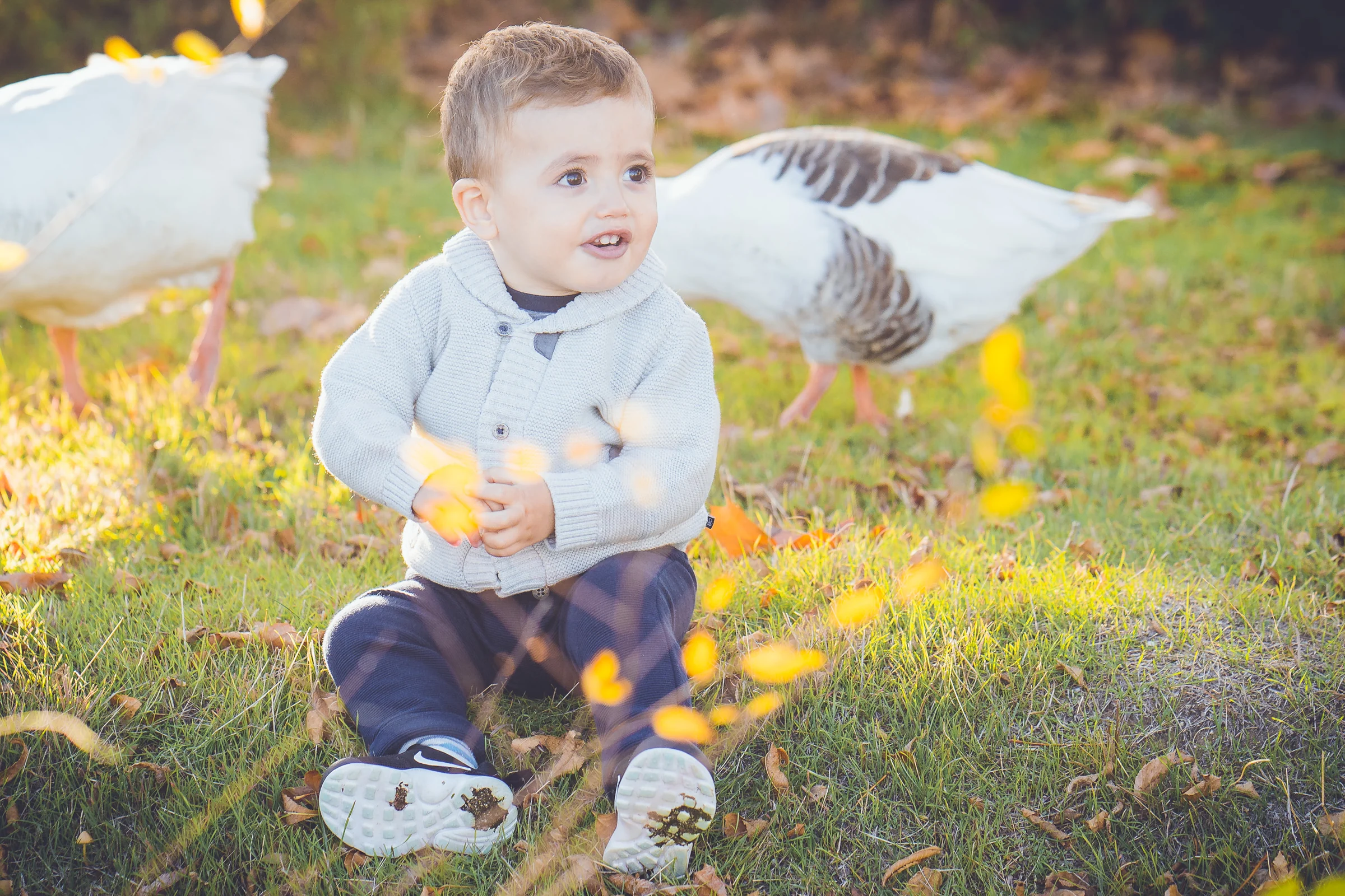 Niño pequeño sonríe sentado sobre el césped con dos gansos caminando detrás.